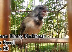 Suara Blackthroat Gacor Ngerol Panjang Mp3